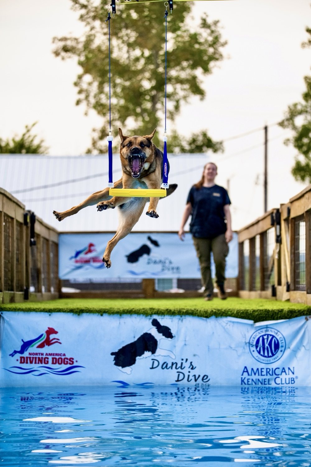 Dog jumping toward a suspended yellow toy over a pool