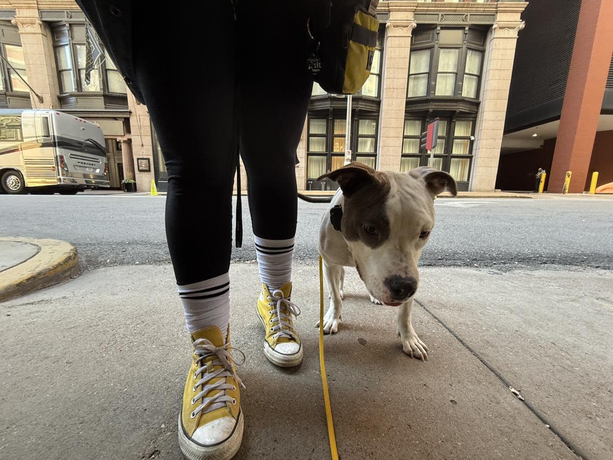 Dog walking beside a person on a city sidewalk