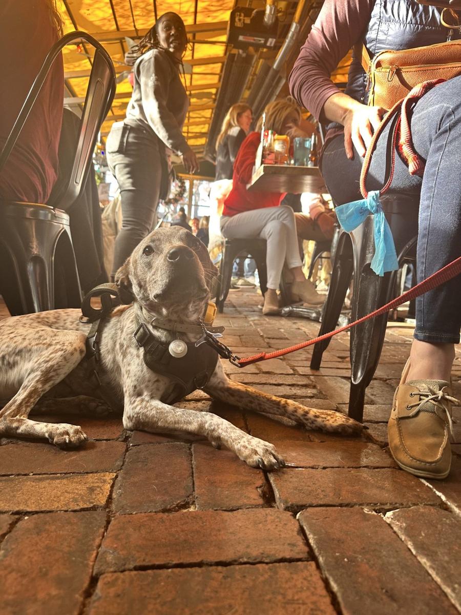 Dog lying beside a seated person in a busy restaurant