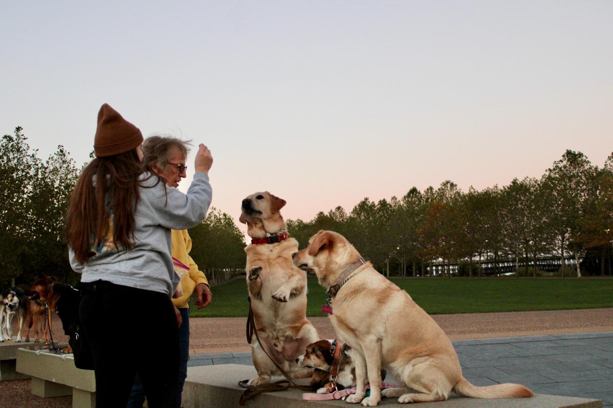 Madalyn practicing with dogs alongside an owner outdoors