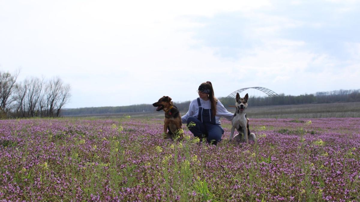 Person sitting with dogs in a field of purple flowers