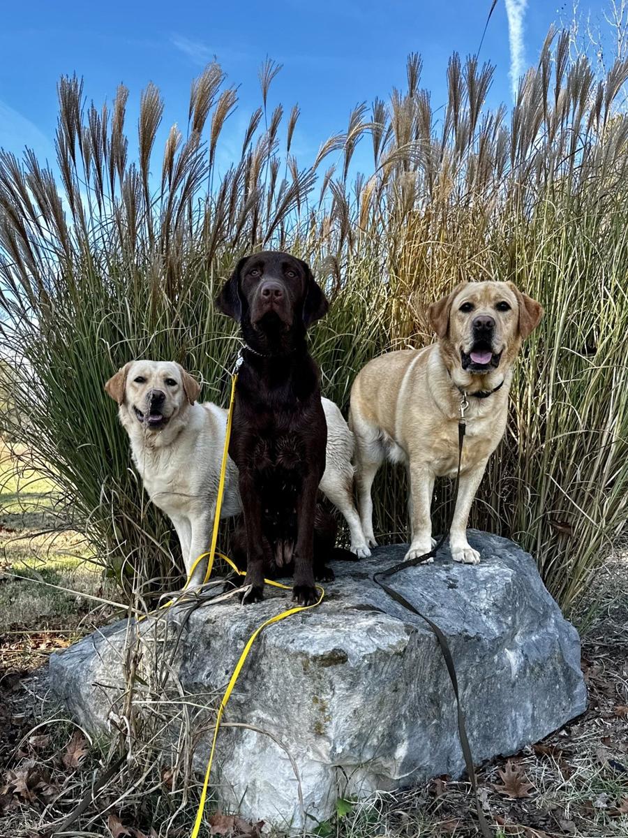 Three dogs sitting together on a rock beside tall grasses