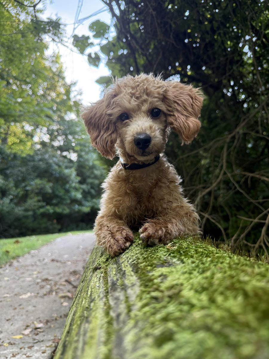 Poodle puppy looking toward the camera with front paws on a mossy log