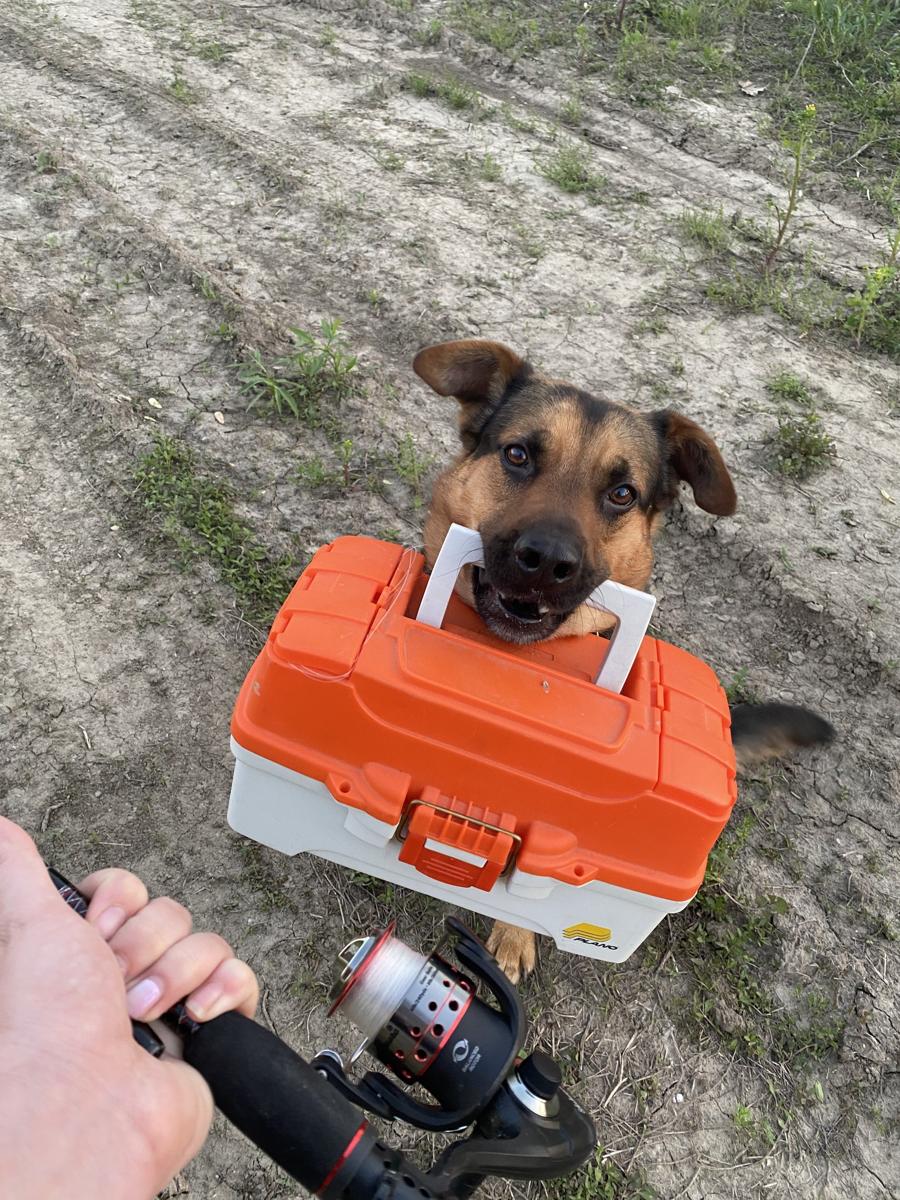 Dog holding an orange-and-white tackle box beside a person carrying a fishing rod