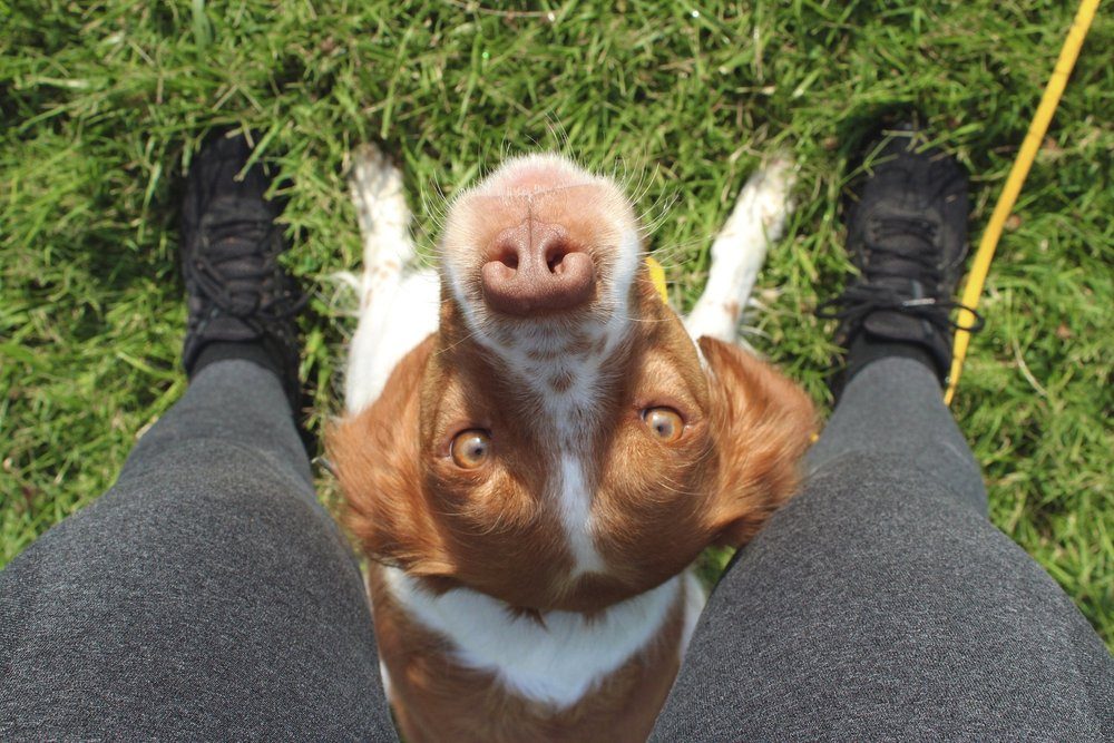 Deja, a Brittany, looking up between a person’s legs outdoors