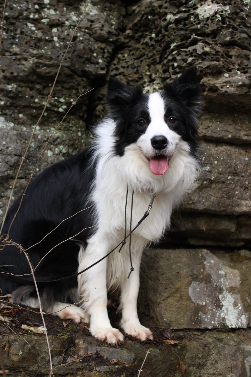 Felix, a black-and-white border collie, sitting beside rocks