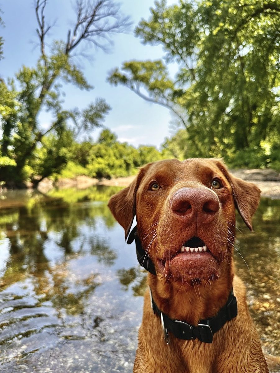 Elwood, a red Labrador, beside a creek