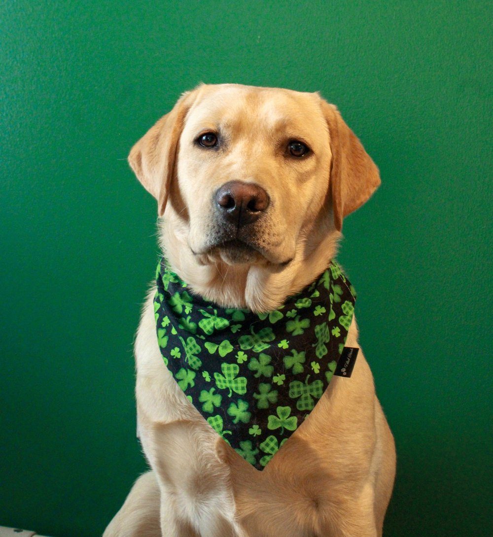A yellow Labrador wearing a patterned bandana